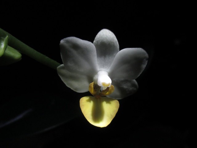 Phalaenopsis Memoria Liu Jin Chyuan (bis) 451887IMG8895