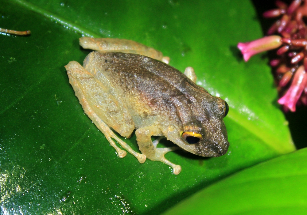 Costa Rica 2015 (Attention long post !!!!) - Page 2 452013pristimantis2r