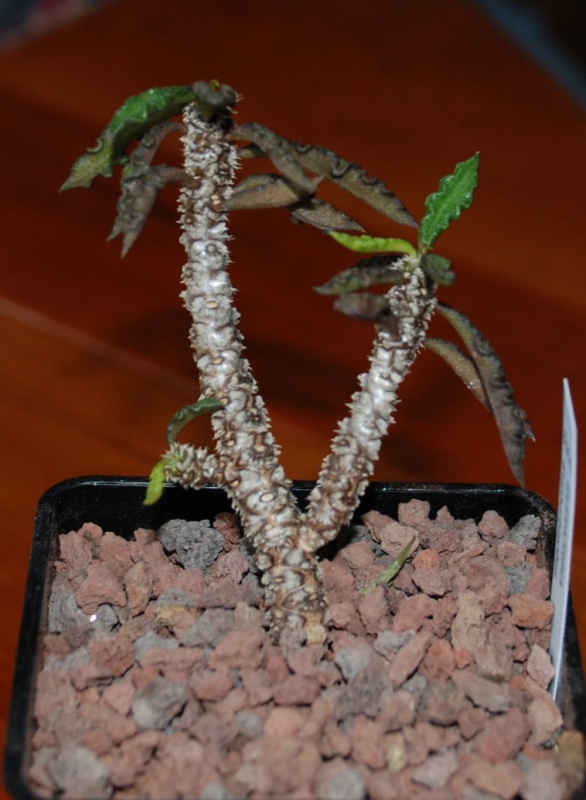 EUPHORBIA DECARYI var. SPIROSTICHA 452159decaryivarspirosticha01