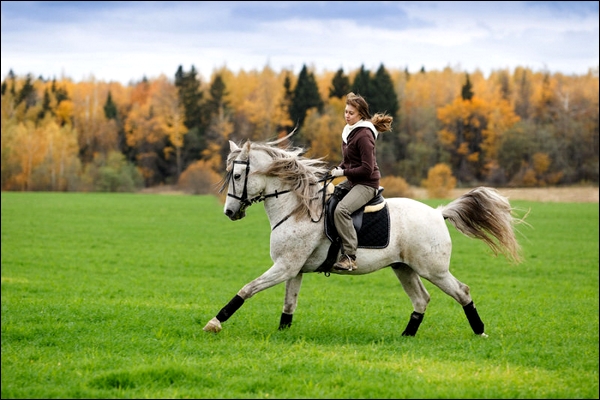 Eliador. Lipizzan ( é ) 452475lipizzan1a