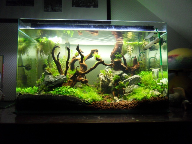 (60L) Essai d'aquascape - Page 2 452498j18