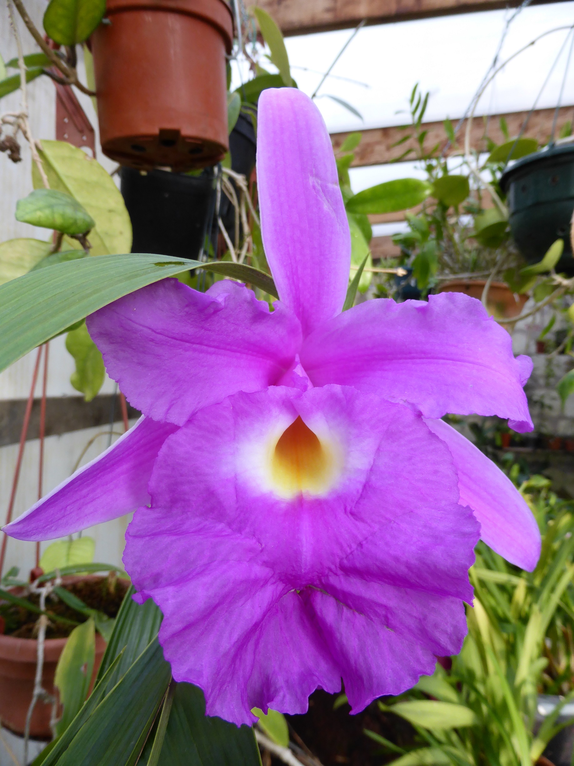 Sobralia macrantha 45302814j