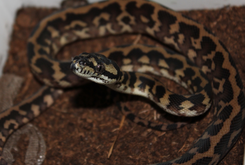 Morelia spilota variegata irian jaya 455411male1