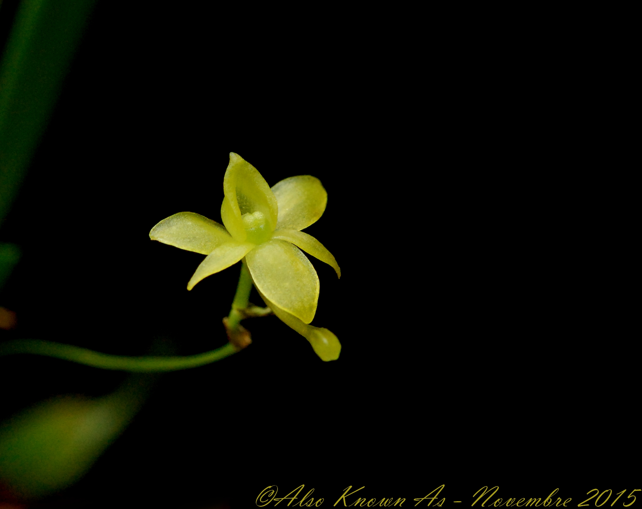 Angraecum ochraceum 456163DSC0072