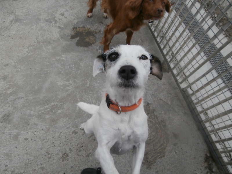 ETOILE (femelle croisée jack russel) 456331PA143463