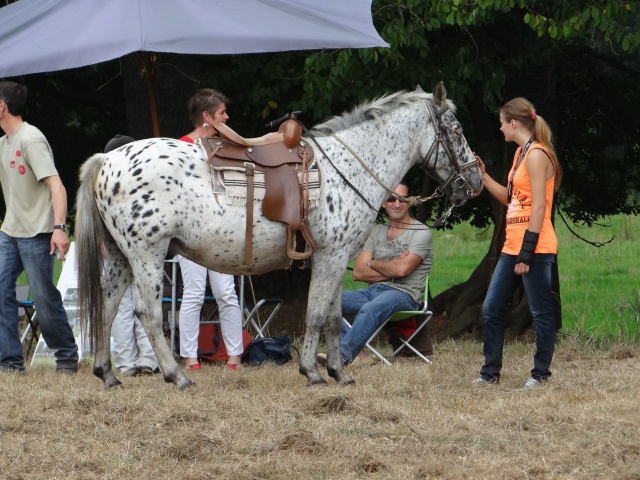 foire aux poulains  456780DSC00914