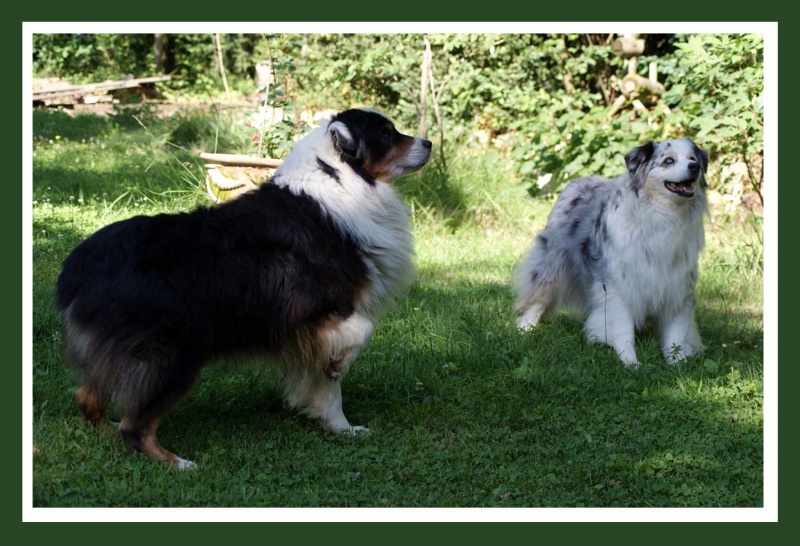 l histoire de mes chiens - L'histoire de mes LOULOUS...... 457562les2zozos1