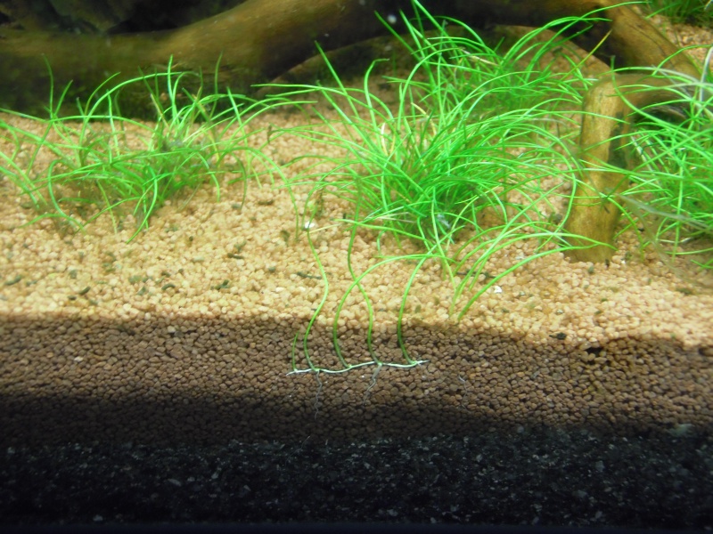 Mon Scaper's Tank 50L Aquascaping 457925P2180064