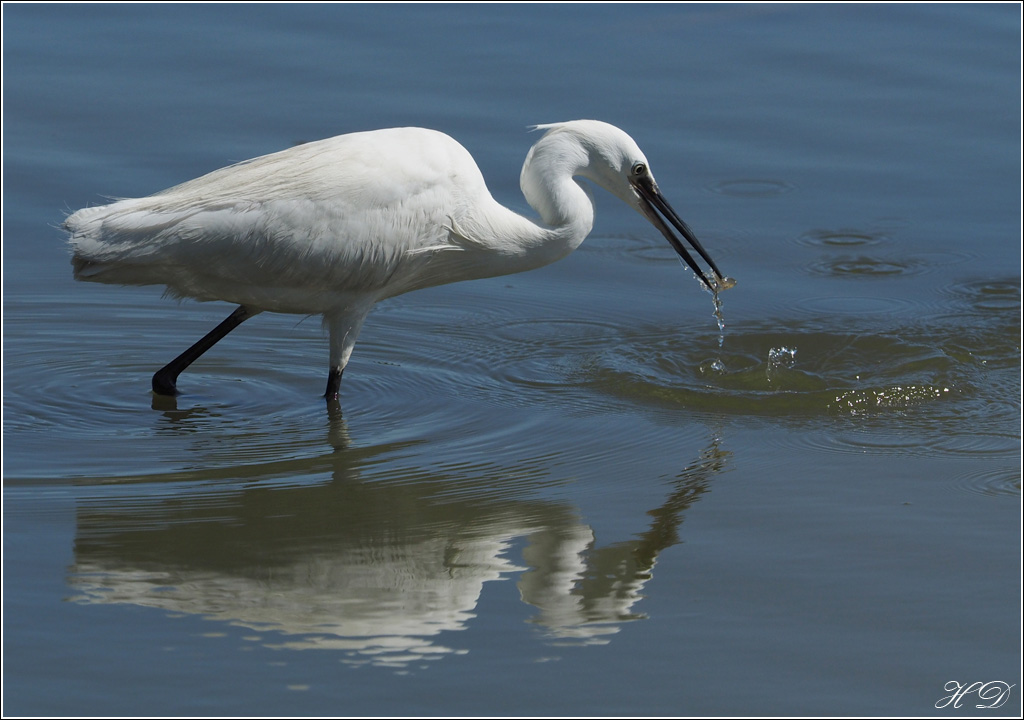 Quand l'aigrette pêche + ajouts 458710P6251803si