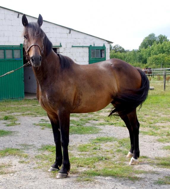 [PLACE] SAPRISTI TF Hongre 9 ans Mon joli poney......... 458911sapristie2