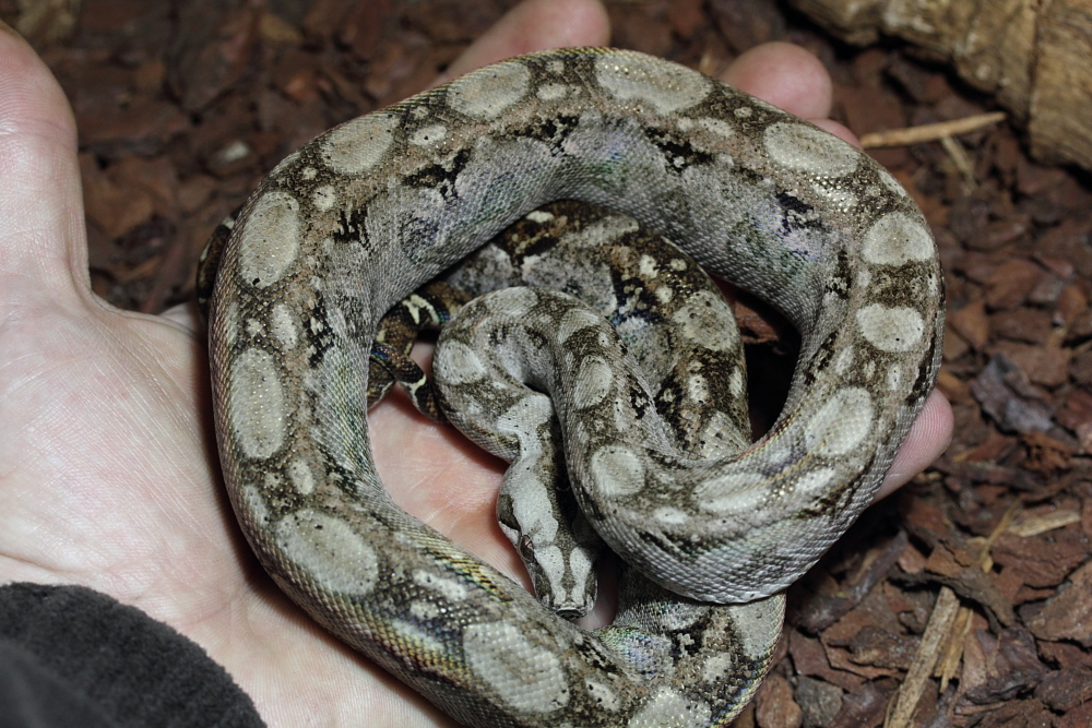 bci sonora "tarahumara mountain boas" - Page 5 459224IMG7851