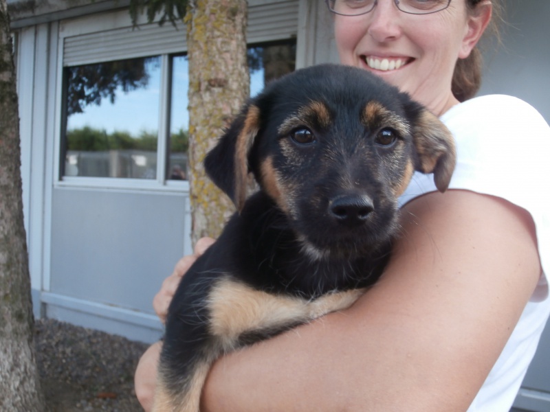 ASIA (chiot femelle croisée terrier) 459302PA041795