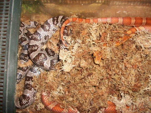 Meos Reptiles : Pantherophis Guttatus 2012 4594641002483