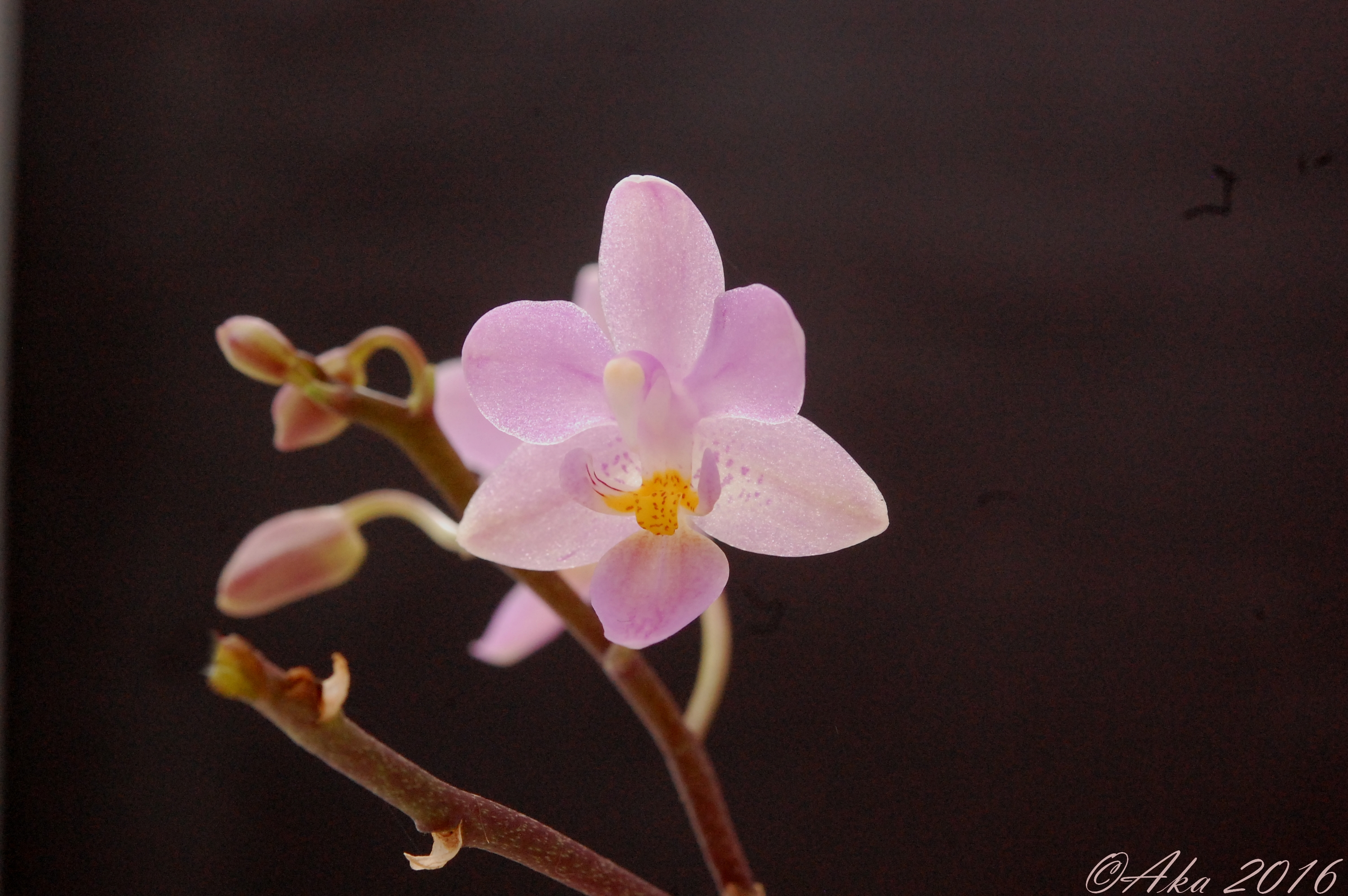 Phalaenopsis equestris (var. rosea) (Llocos) 459585juillet5