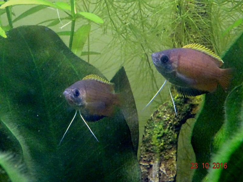 Gourami miel Trichogaster chuna 460358Gourami