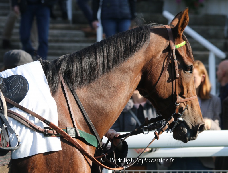 Photos Auteuil 9-10-2016 4609205J6A7840