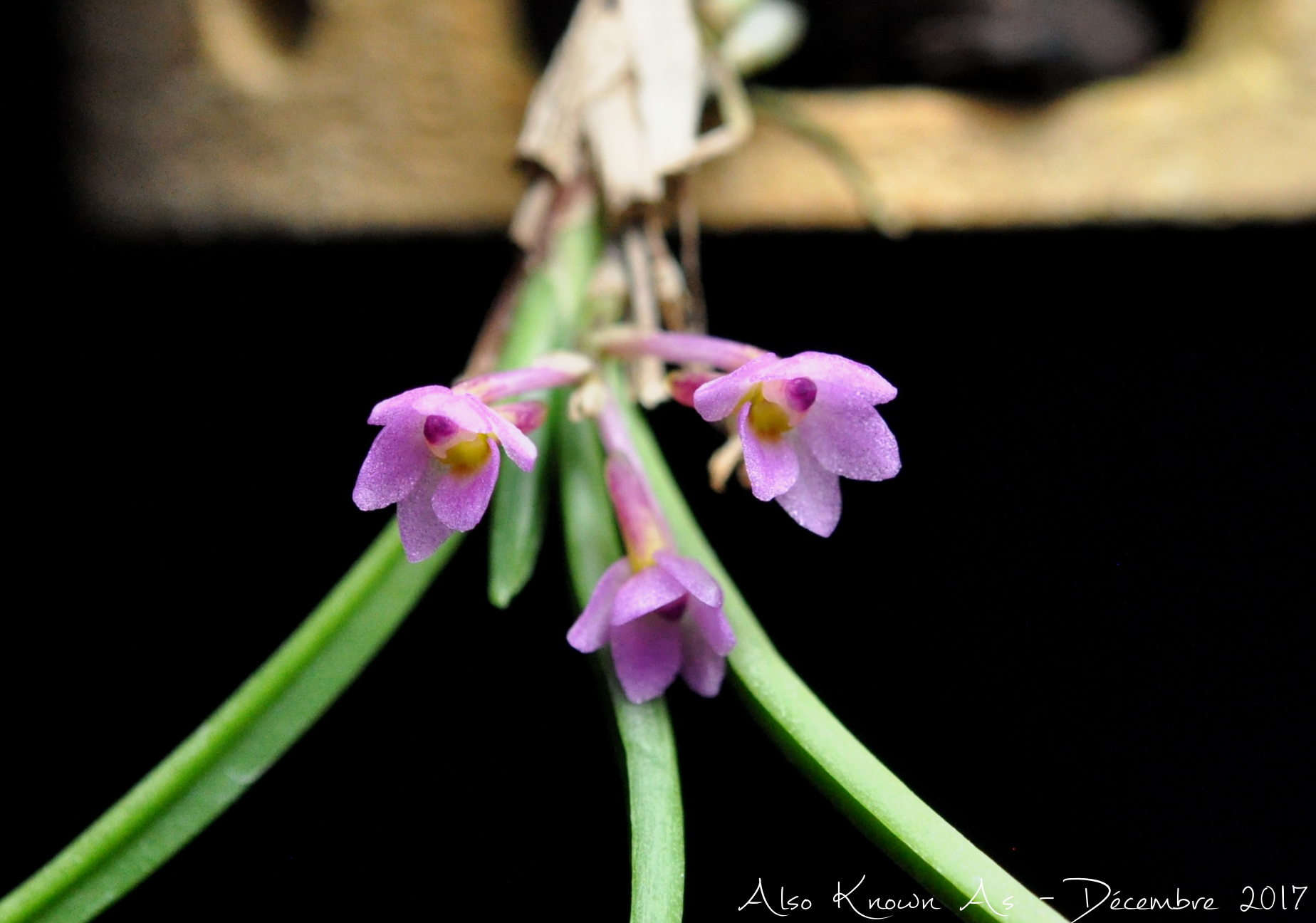 Holcoglossum (Ascocentrum) pumilum 461410holco