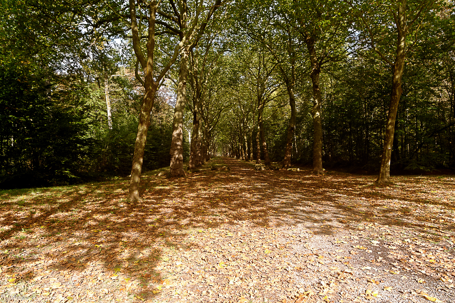 [fil ouvert] la forêt dans tous ses états - Page 7 461481DSC6683DxO