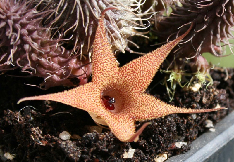 Huernia pillansii 461574huerniapillansiifleur