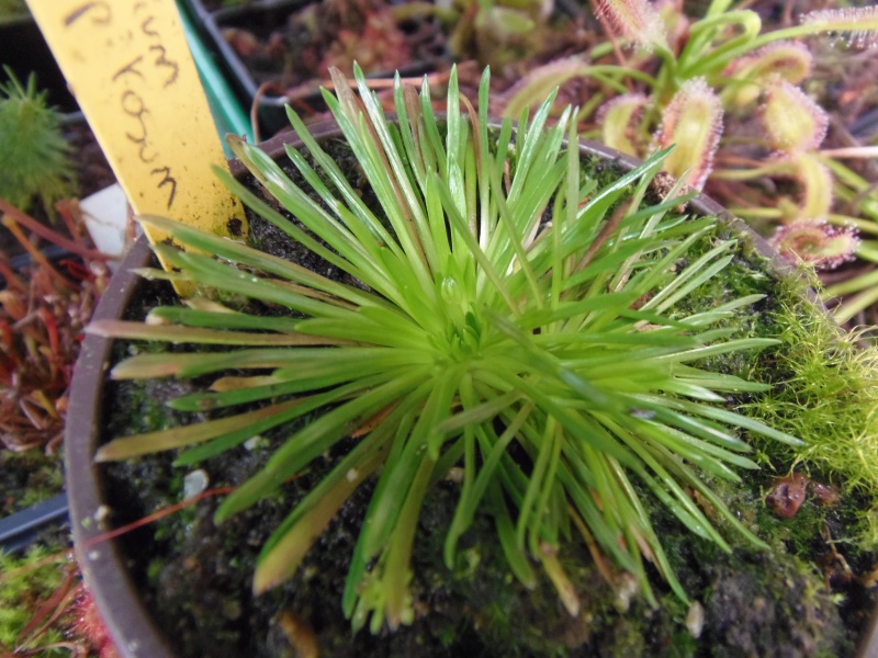 Stylidium petiolare - Page 2 463588P3300083