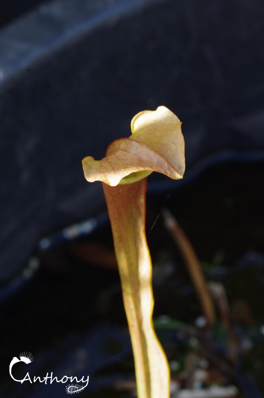 Quelques Sarracenia 463646IMGP5003