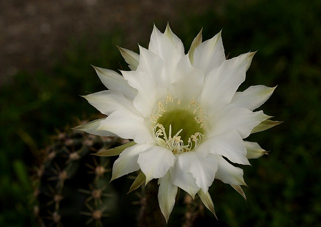 S'il fallait choisir une seul floraison parmis mes cactus 463744IMG53502