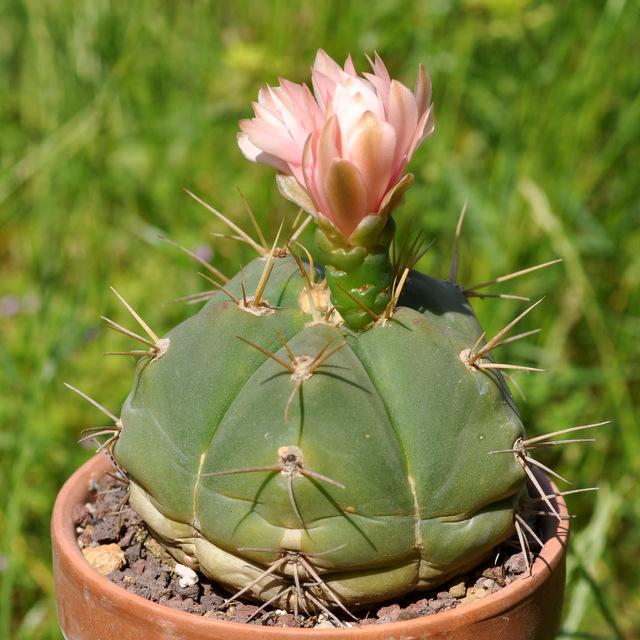 GYMNOCALYCIUM !!! - Page 5 464040horstiisspbuenekeri120620002