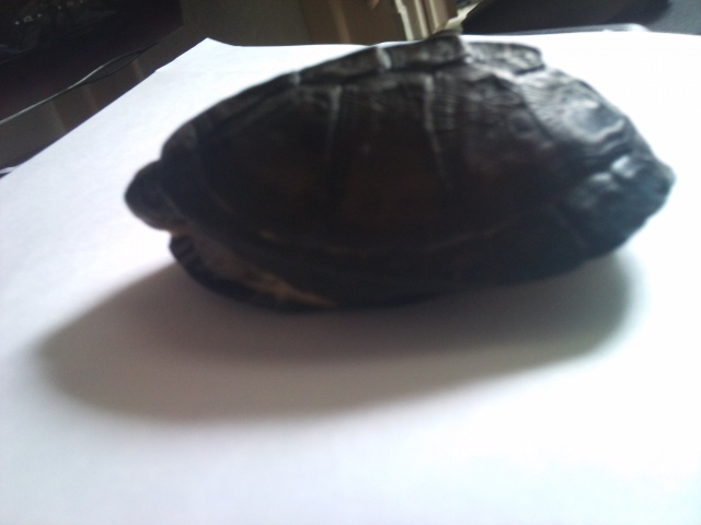 Carapace tortue  464586DSC0491