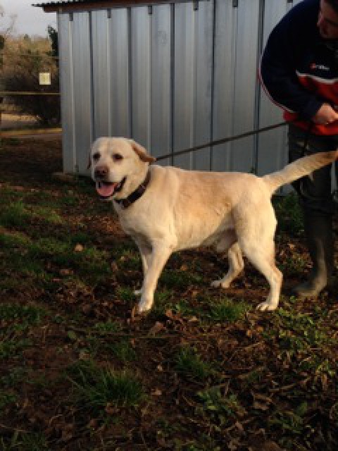 MAXx - labrador 10 ans - Spa de Poitiers (86) 465035IMG2415