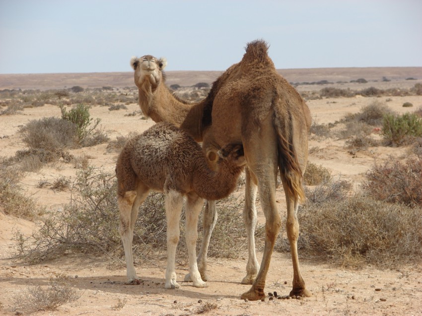 Le Grand Sud du Maroc - II 465068042