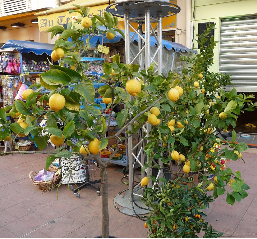 A MENTON LES CITRONS ET LES ORANGES NOUS ONT RENDU COMPLETEMENT GIVRES !!!!!!!!!! - Page 4 465116Photo065