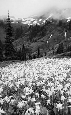 Soupir de l'Edelweiss