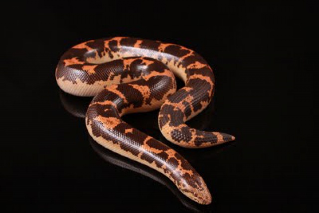 Ophidien : Gongylophis Colubrinus 46568307FHiOrTigerIMG0771