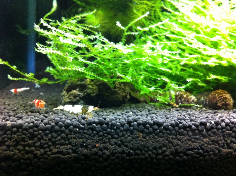 red crystal - 60 litres caridina cantonensis - crystal red & crystal black - Page 3 466254FFF6CBS