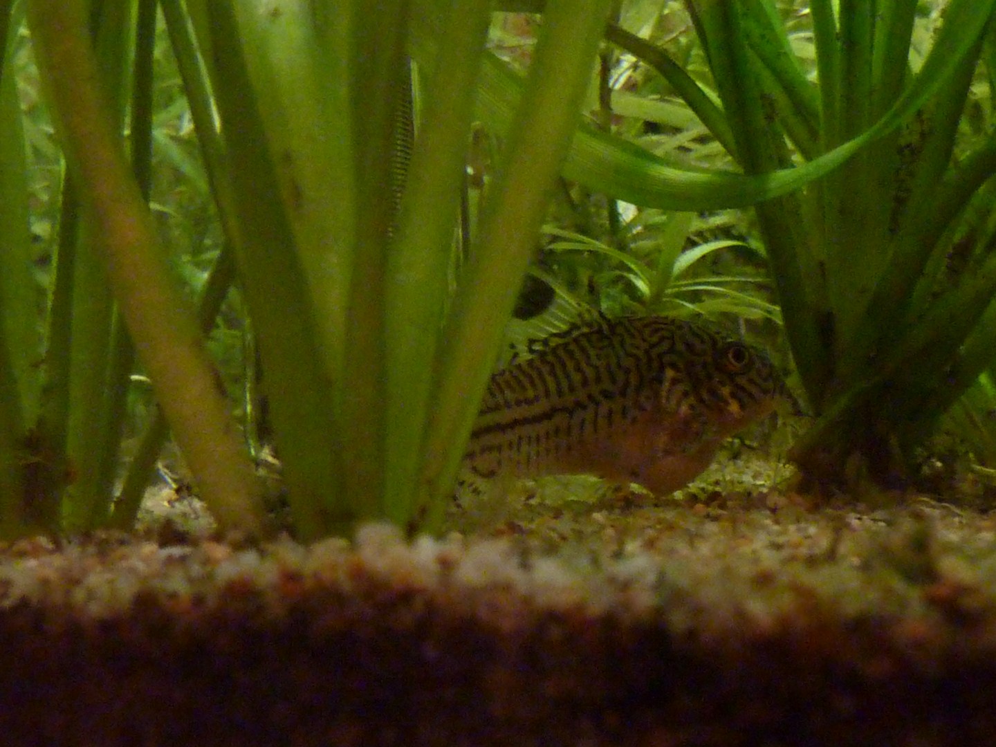 Corydoras malade ou pleine ? 467478P1060107Copier