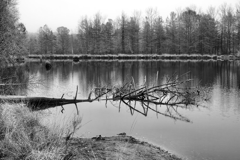 jcr paysage noir et blanc - Page 10 470973jklm1