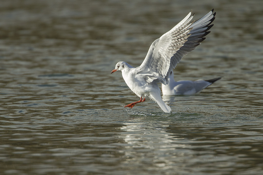 Mouette MAJ du 27/11 471348MG2349