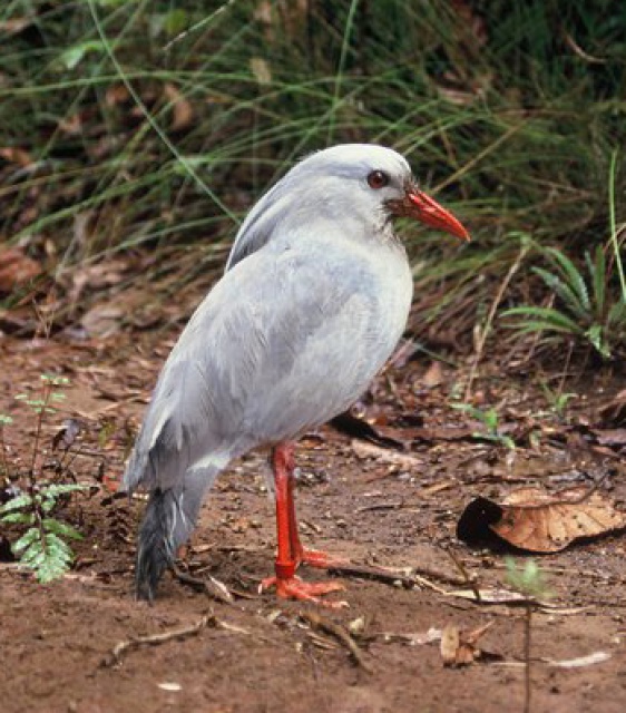 Animaux - Espèces menacées -La panthère nébuleuse +Le Kagou huppé+ autres 473431KaguRhynchetosjubatusdetail