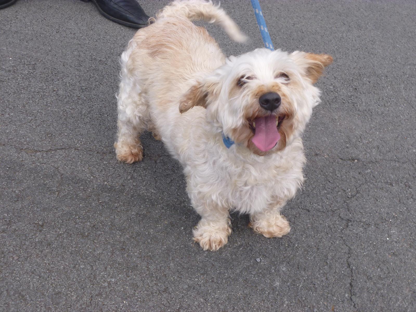 ULM BICHON MALTAIS M 9 ANS URGENT REFUGE DU 62 473753045