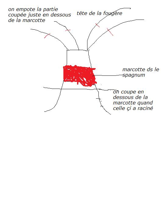 résultat d'une sorte de " marcotte aérienne " 475229Sanstitre