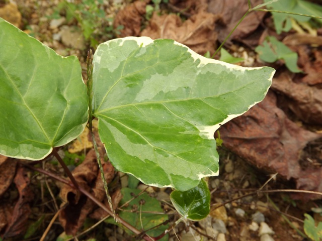 lierre - Hedera - lierre - espèces, hybrides horticoles 475901lierre2