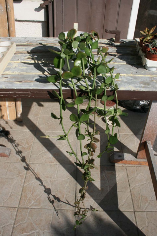 Ceropegia radicans 476084ceropegiaradicansplante