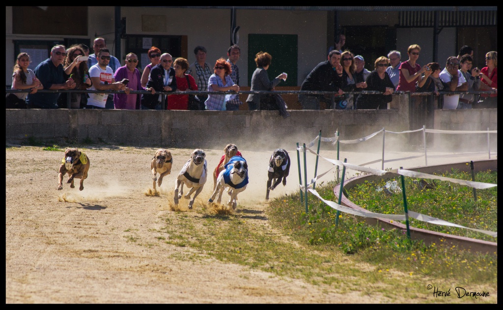 Une passion sur le déclin.. 477259DSC08594