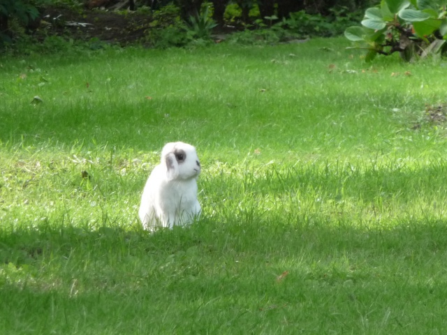 Nina, lapine blier, ne en aout 2011 - Page 7 478124P1130634