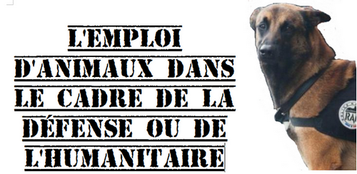 L'Emploi d'animaux dans le cadre de l'Humanitaire 479101Diesel