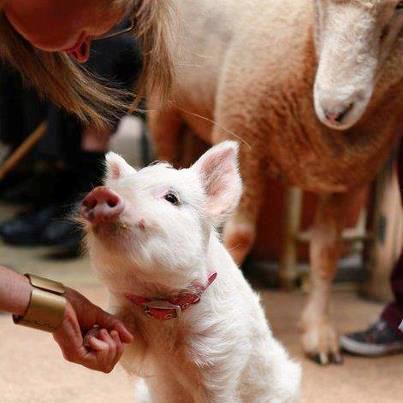 TENDRESSE !!! - Page 2 479571porcelet