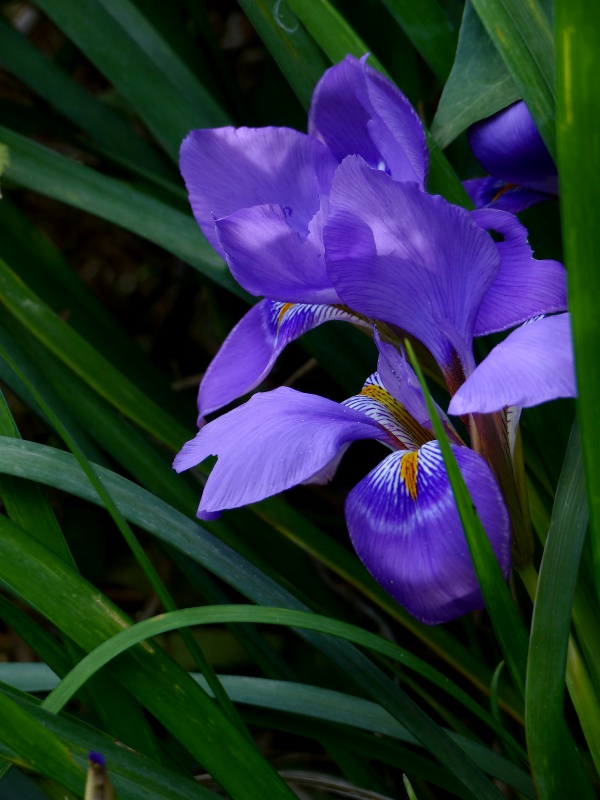 les iris d'hiver (iris d'Alger) 479602iris126deccr