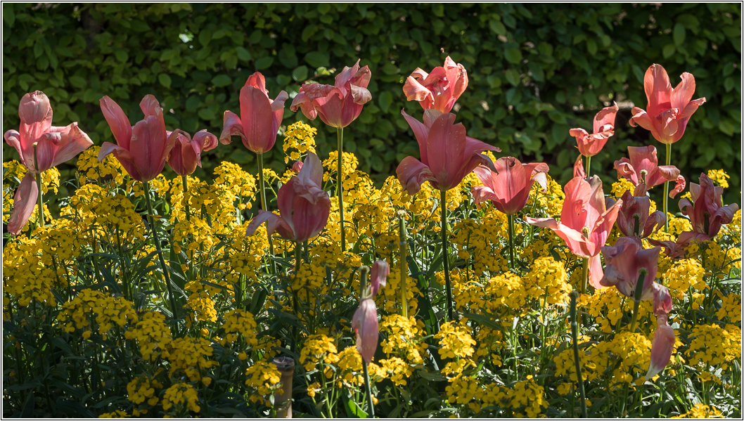 PBVF 75: Apremont sur Allier, la flore du parc floral 480662LR6P5060325