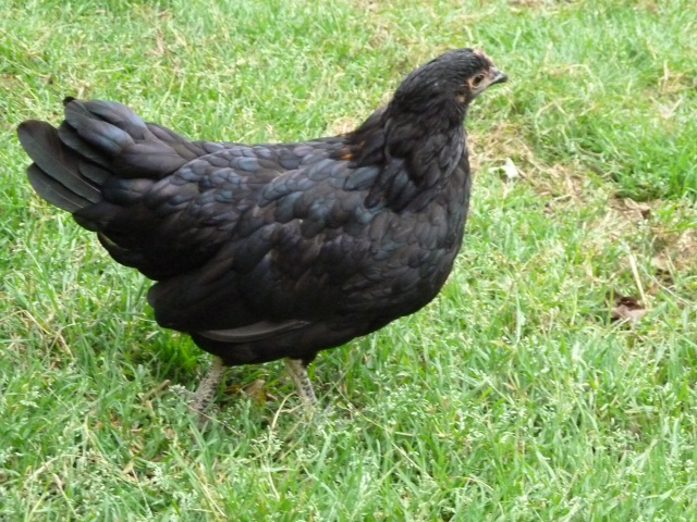 - Mes poules et pigeons. 481066P1010490