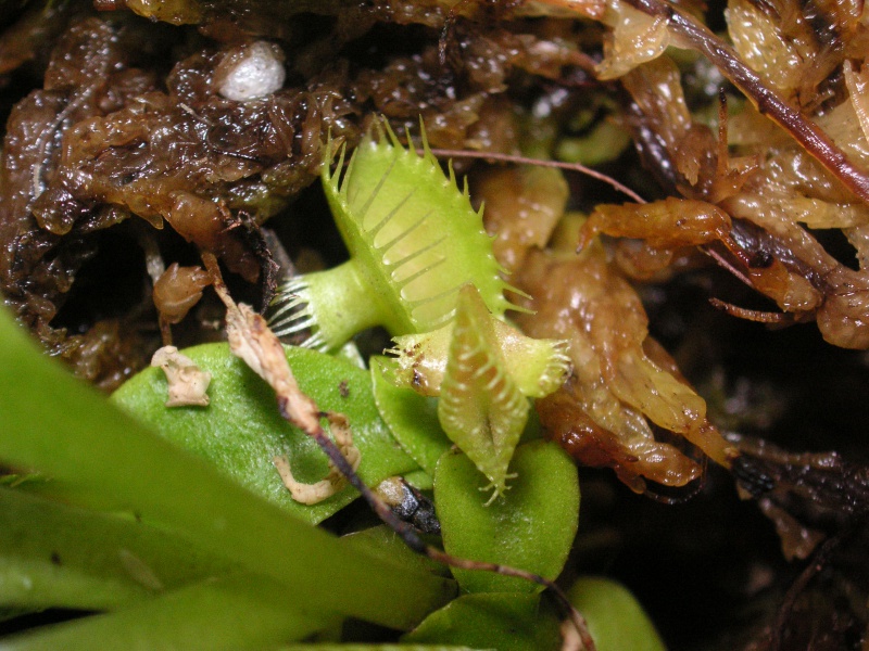 Dionaea 'Mirror' - Page 2 481430PICT0114